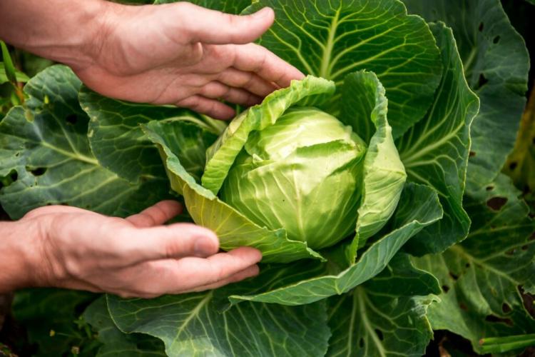 Growing white cabbage: sowing, care and harvest time