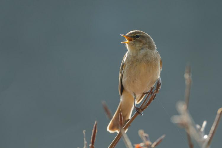 Chiffchaff: habitat, nest & appearance of the willow warbler in profile