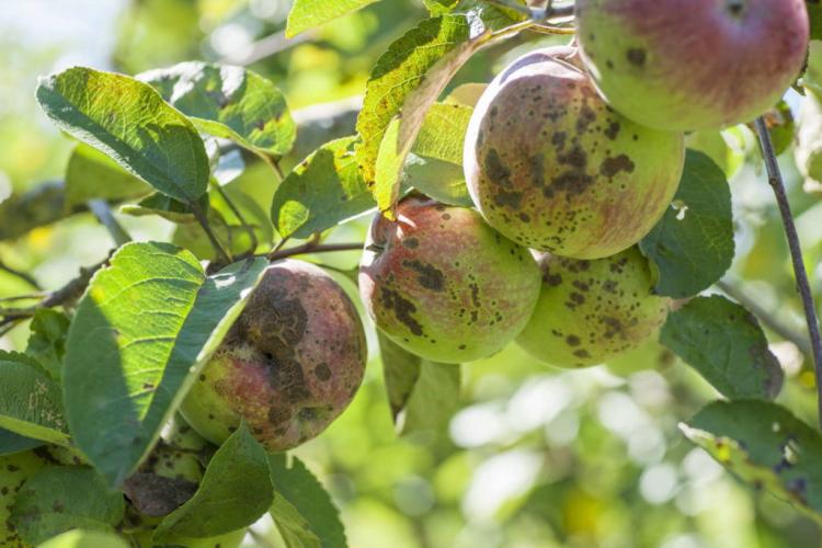 Apple Tree Diseases: Common & Dangerous Diseases