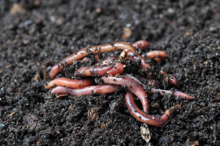 Compost Worms: Types, Function And Tips For Propagation