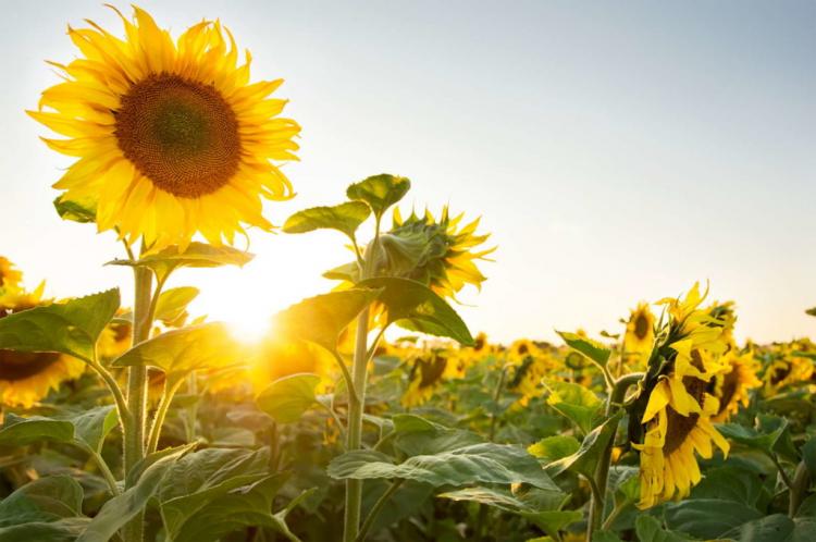 Sunflowers: Everything about planting, caring for and harvesting