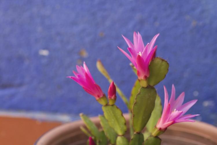 Easter cactus: location, care & propagation