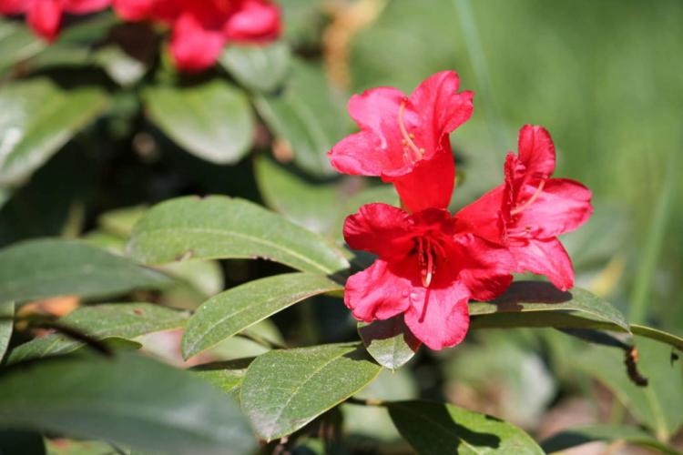 Rhododendron species & varieties: the 20 most beautiful rhododendrons (overview)