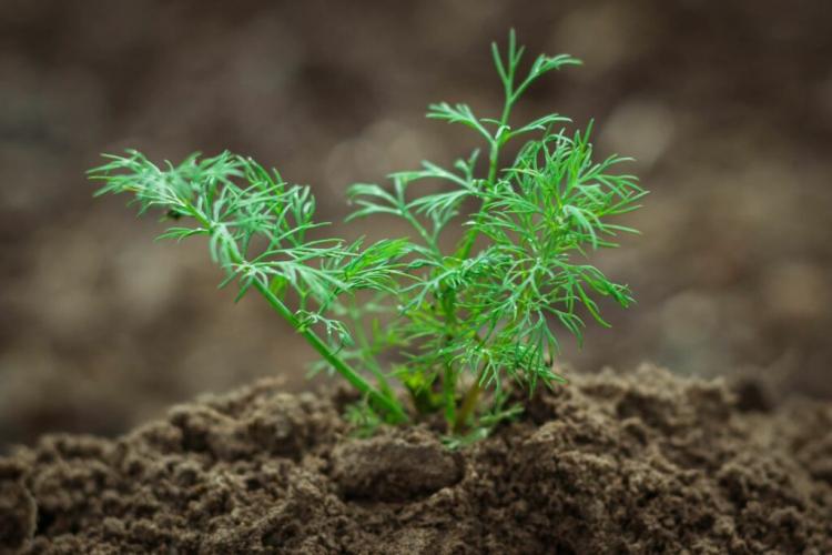 Growing Dill: The Cucumber Herb From Your Garden