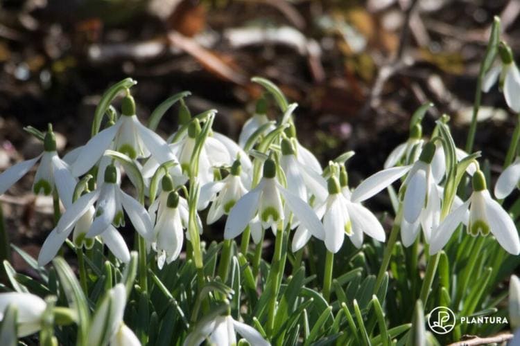 Snowdrops: the most beautiful types and varieties