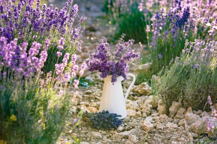 Fertilizing lavender and lime: when, how much & with what?