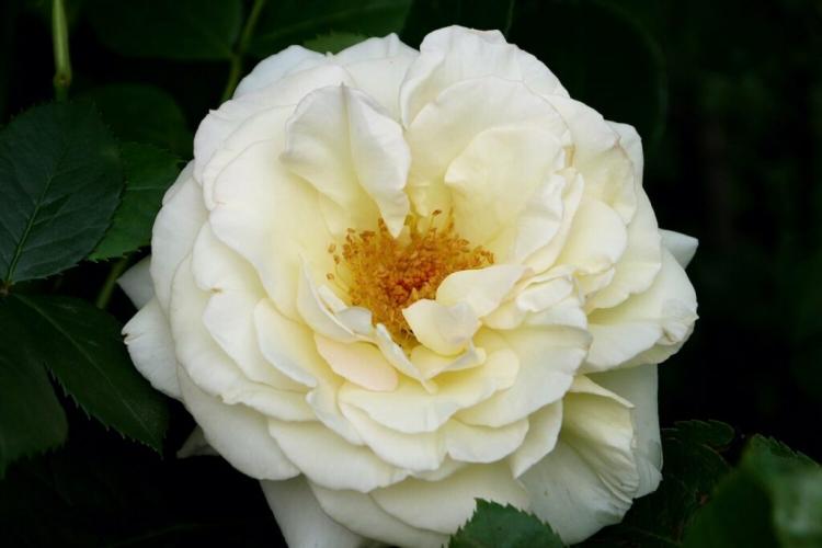 Climbing rose varieties: the 20 most beautiful new & tried and tested varieties