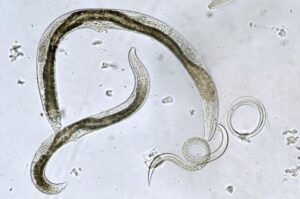 Nematodes: Roundworms As Beneficial Insects In The Garden - Gardender