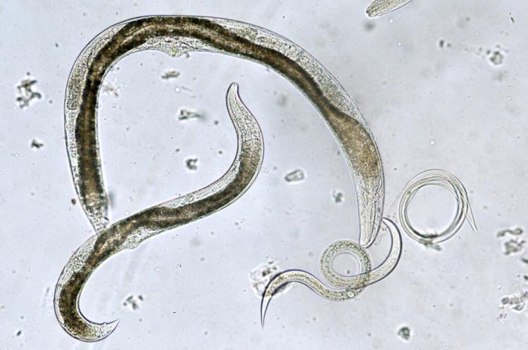 Nematodes: Roundworms As Beneficial Insects In The Garden