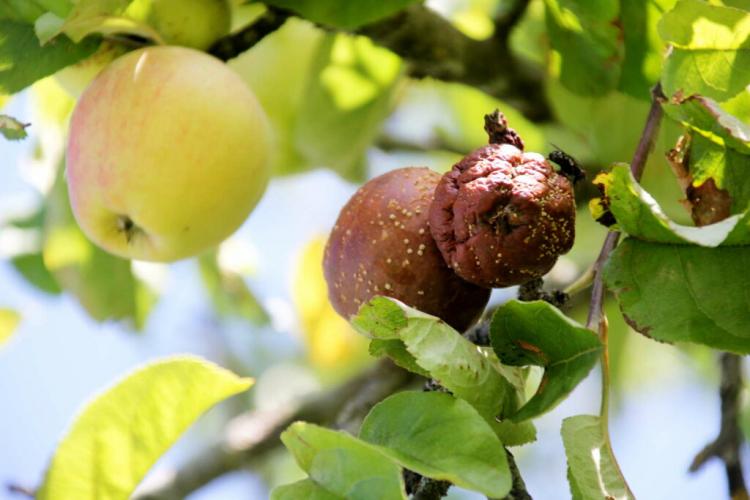 Apple Tree Diseases: Common And Dangerous Diseases