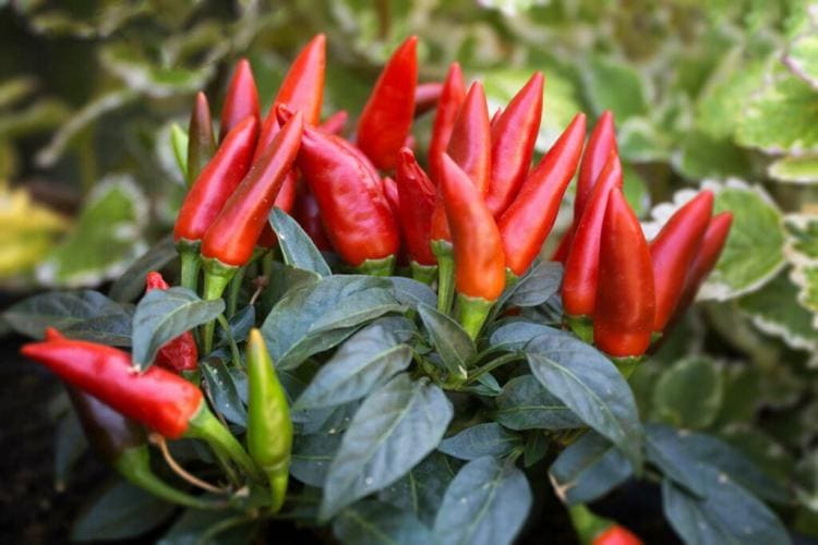 Pepper Plants: Location, Requirements And Procedure
