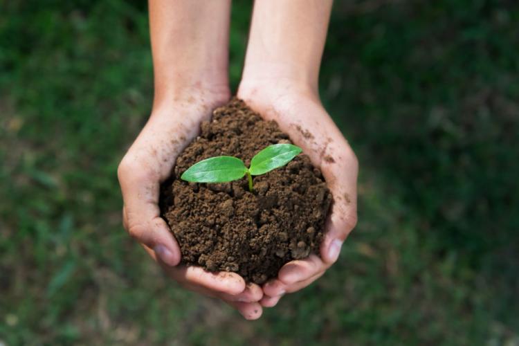 Organic fertilizer: properties, effects, advantages & disadvantages