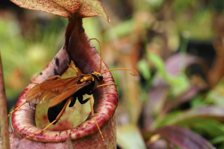 Pitcher Plant: Care, Flowering & Location of the Carnivorous Plant