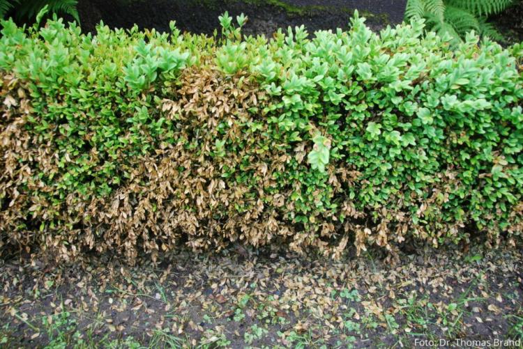 Boxwood disease: preventing and controlling boxwood fungus