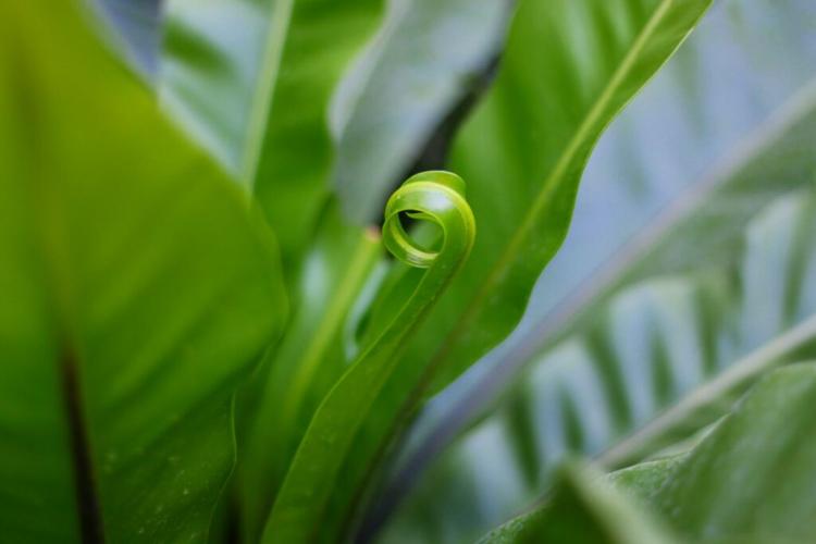 Nest fern: care & location of the houseplant