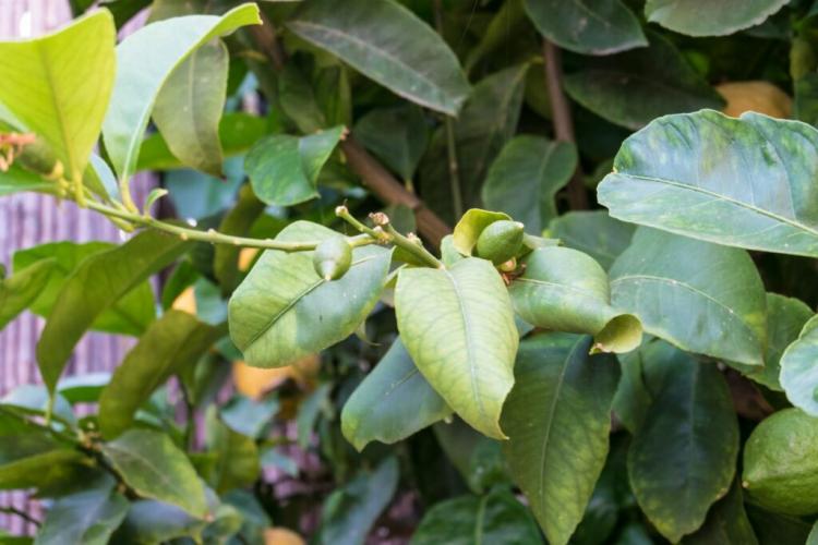 Fertilizing lemon tree: when, how & with what is the right fertilizer?
