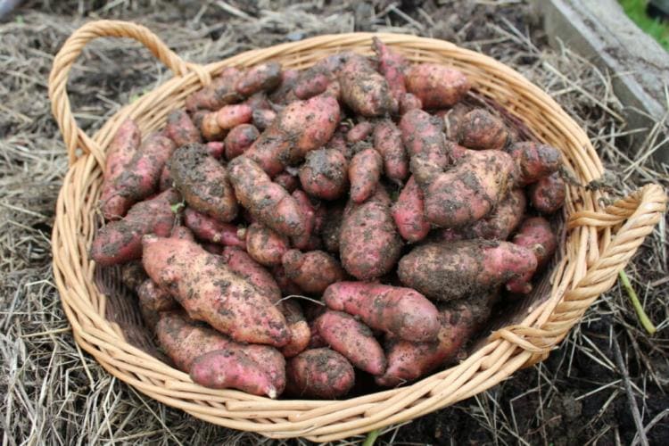 Potato cultivation in the flower pot: for the small garden or the terrace