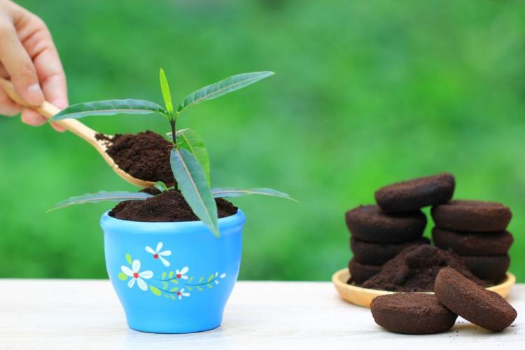 Coffee grounds as fertilizer: uses & benefits of the home remedy