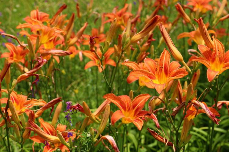 Wintering lilies: tips & tricks from the experts