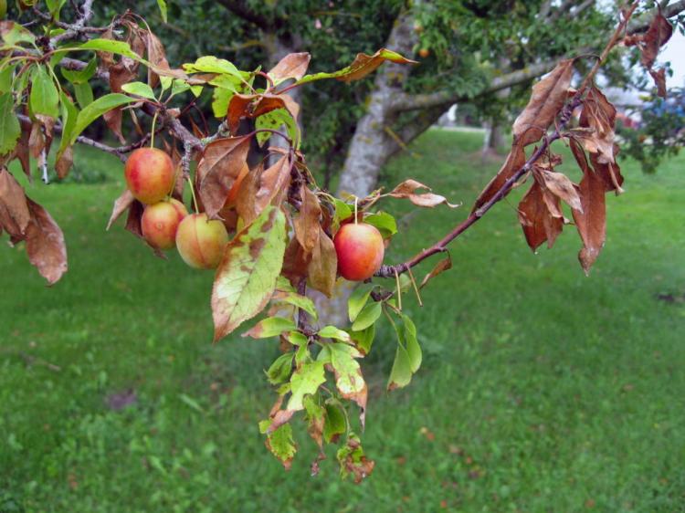 Apple Tree Diseases: Common & Dangerous Diseases