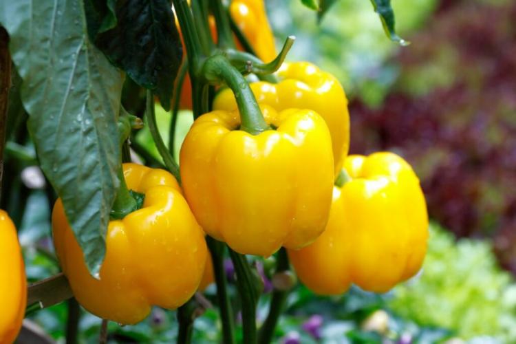 Bell Pepper Plants: Bell Peppers From Your Garden