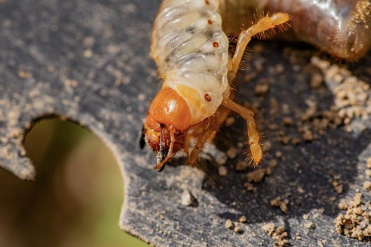 Fighting garden beetles: nematodes, traps & Co.