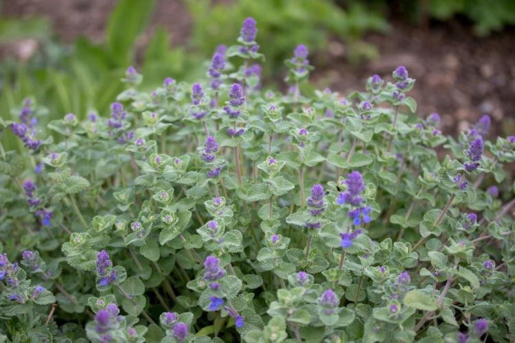 Cutting catnip: professional tips for the right time & cut