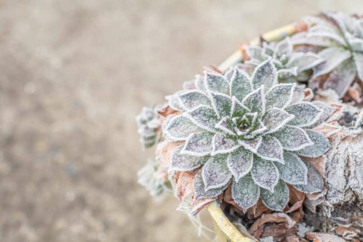 Caring for succulents: properly watering, fertilizing & co.