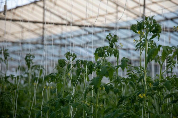 Greenhouse garden tomato house foiling plant house polytunnel 283x627cm 