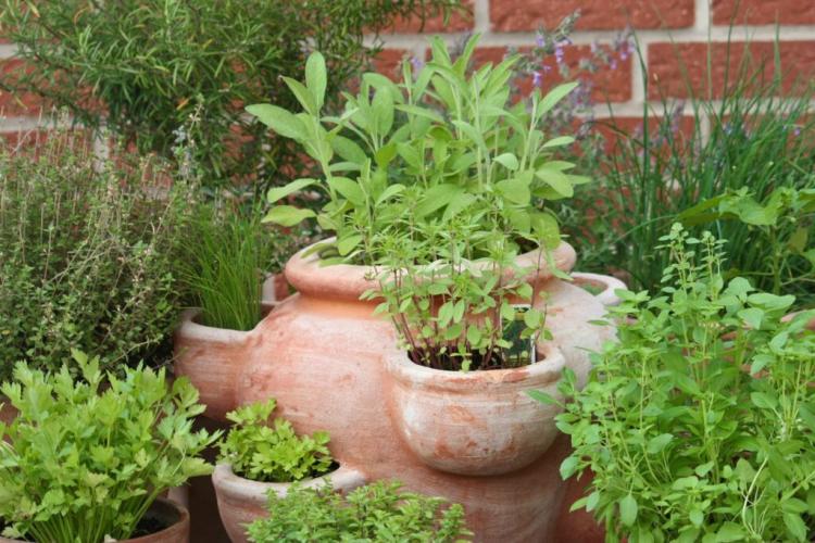 Fertilizing herbs: timing, procedure & the right herbal fertilizer
