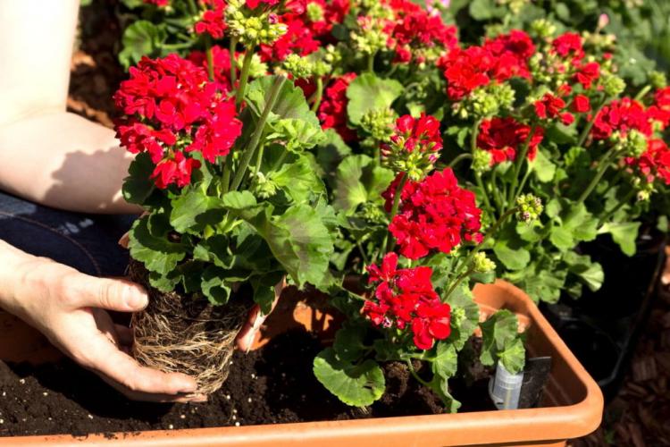 Fertilize geraniums: when, how & with what for perfect flowering?