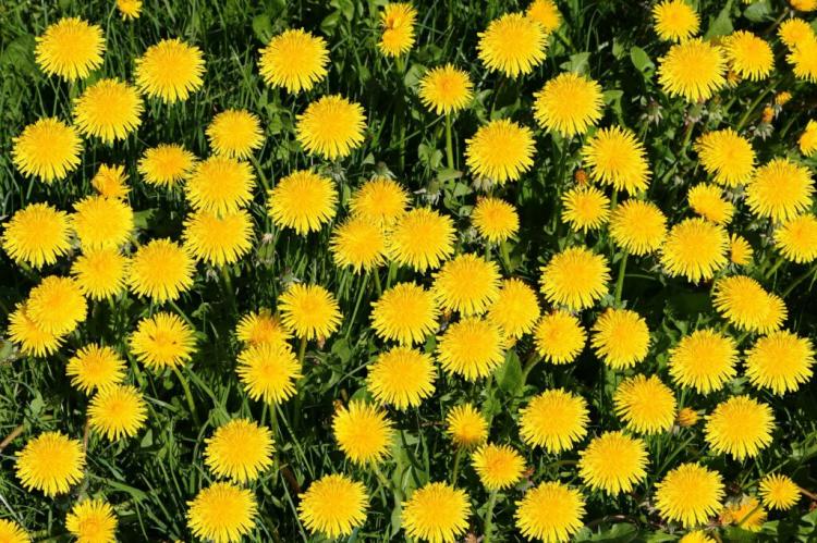 Dandelions: Planting, Caring For And Harvesting The Putative Weeds