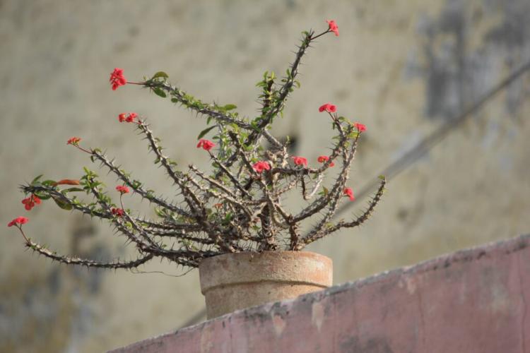 Christ Thorn: Planting, Care & Propagation Of Euphorbia Milii
