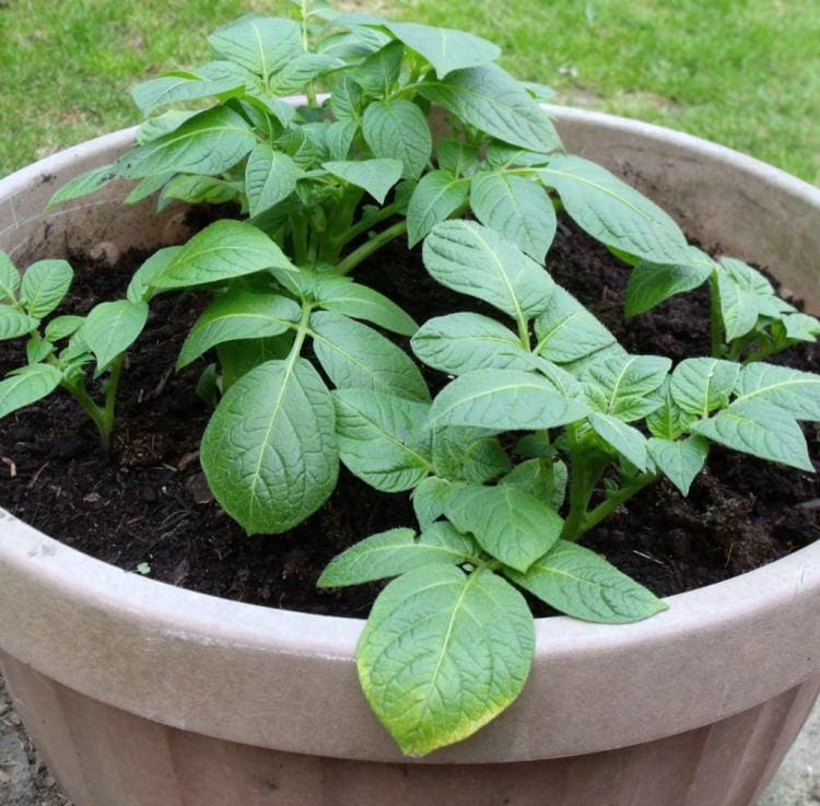 10 tips for growing potatoes in your own garden