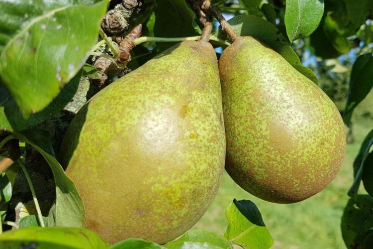 Pear ‘Gräfin Von Paris’: pollinator, harvest time & storage