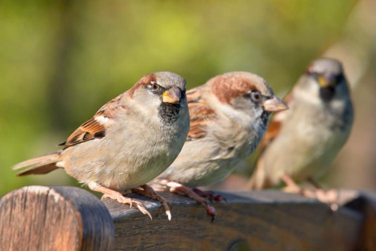 House sparrow: appearance, nest, young bird