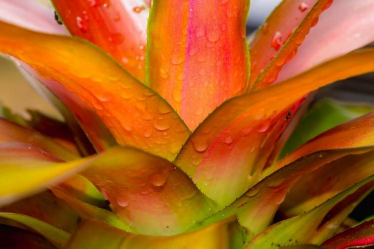 Bromeliads: Care, Location & The Most Beautiful Bromeliads Species