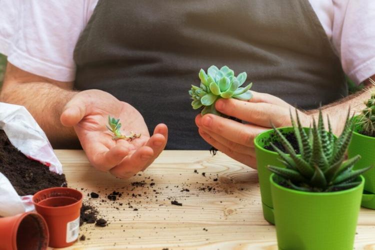 Caring for succulents: properly watering, fertilizing & co.