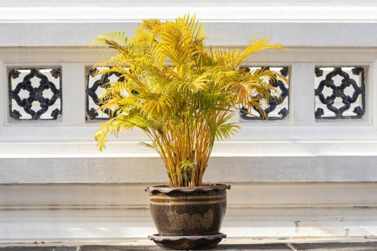 Golden fruit palm: care, location & toxicity of the areca palm