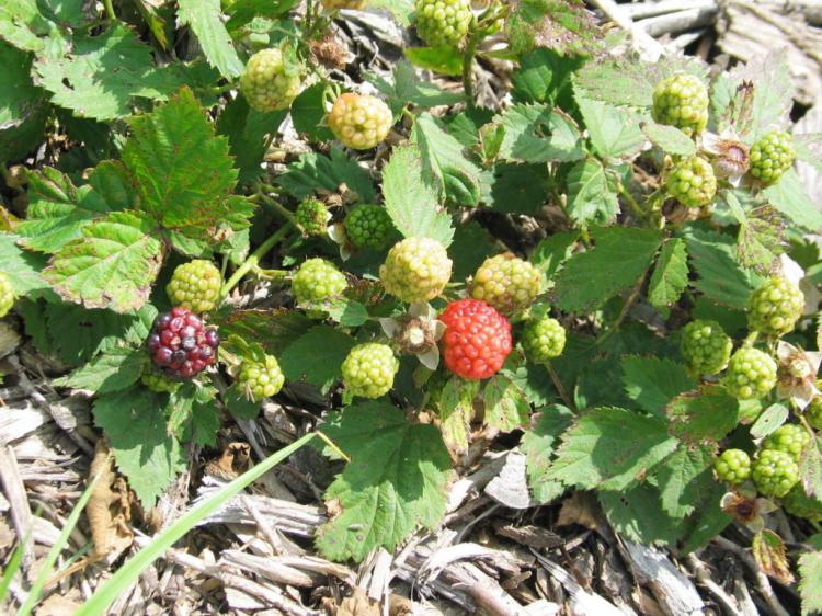 Blackberries: Expert Tips For Planting, Propagating & Removing