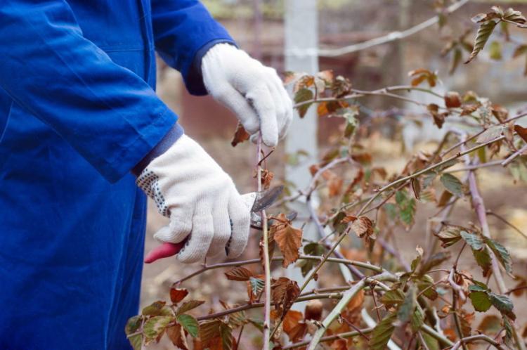 Removing & Destroying Blackberries: Expert Tips To Combat