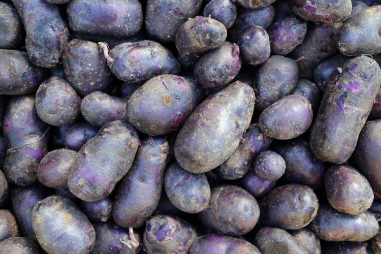 Purple Potatoes: Varieties, Cultivation & Uses Of Purple Potatoes