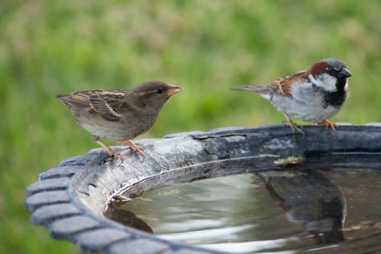 Bird-friendly garden: this is how you can make your garden bird-friendly