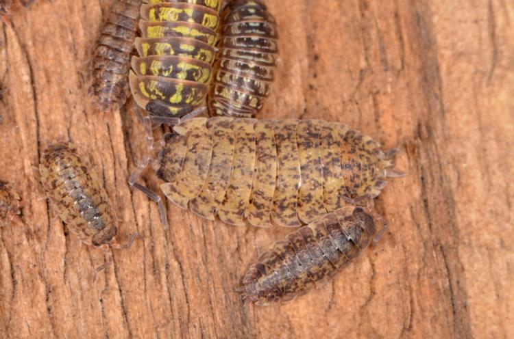 Wood lice: useful or harmful?