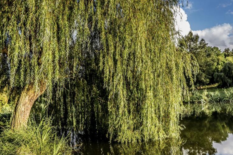 Cutting willow: timing, procedure & expert tips