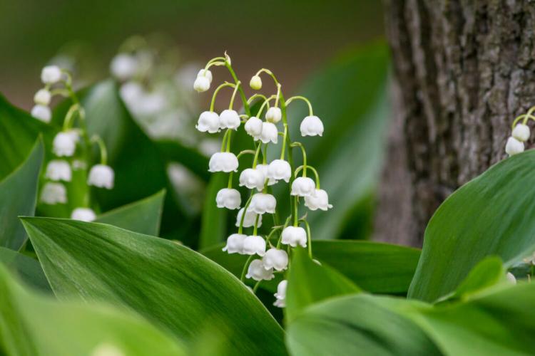 Lily of the valley: are lilies of the valley poisonous?