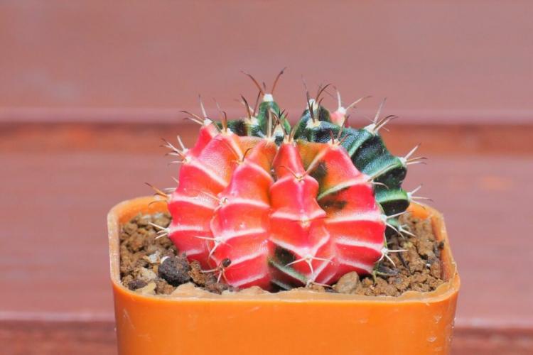 Succulent species: the 10 most beautiful & hardy species (overview)