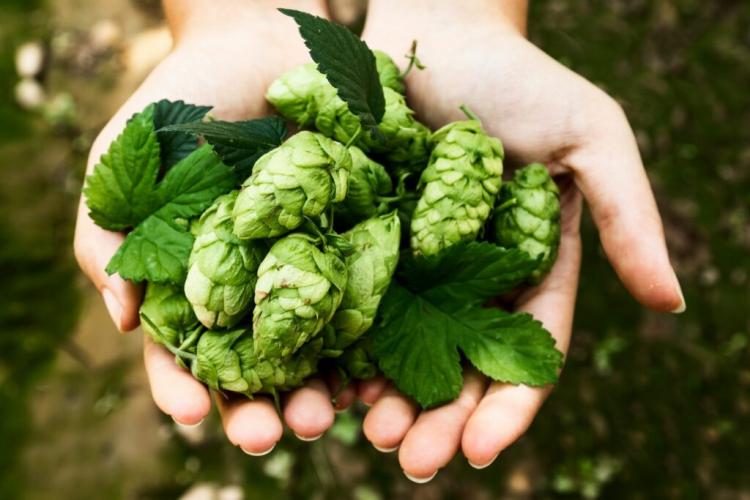 Hop varieties: from bitter to fruity-sweet