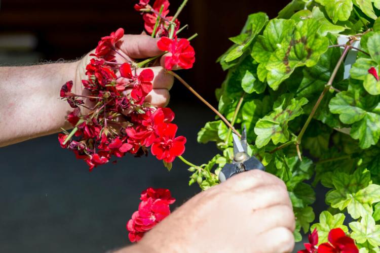 Propagating geraniums: cutting cuttings and sowing seeds