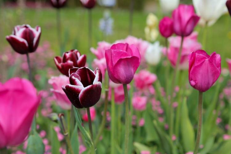 Tulips: Flowering Period And Care